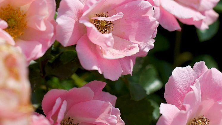 Ros-Rosa-Sommerwind-Korlanum_Blomsterlandet