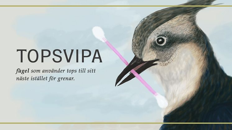 Topsvipan