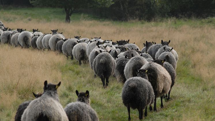 Fårflock i hage