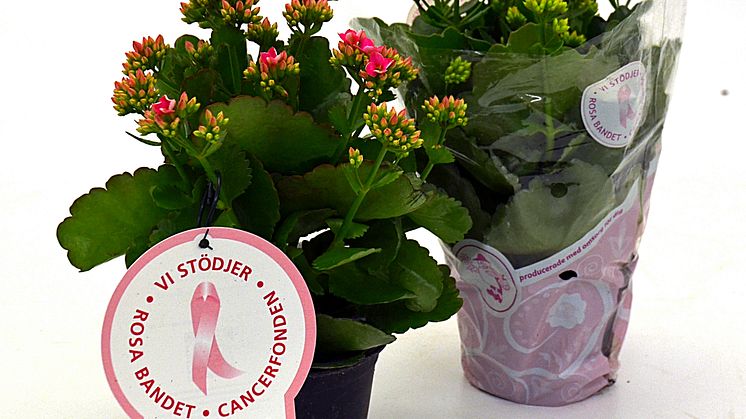 Dagens Rosa Produkt 17 oktober - en Höstglöd från Mäster Grön