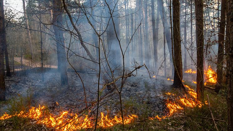 Karlstads kommun ska öva naturvårdsbränning. Bild från Shutterstock. 