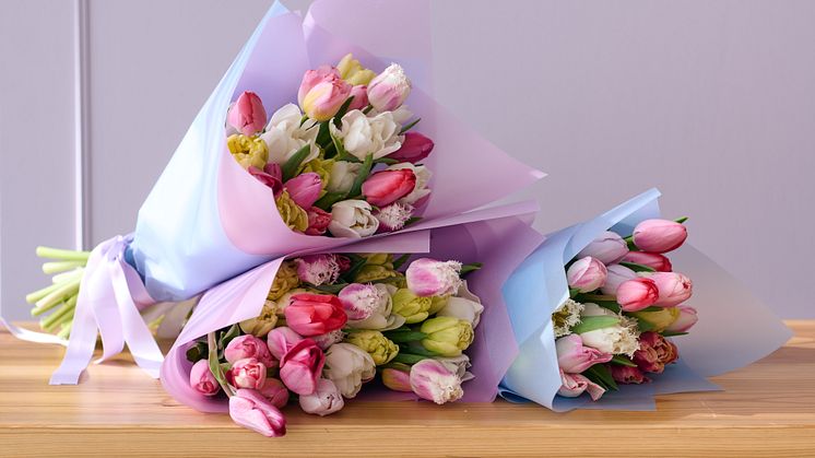 Tulpanens dag firas den 15 januari