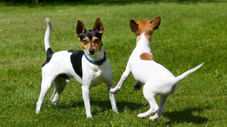 Tenterfield terrier