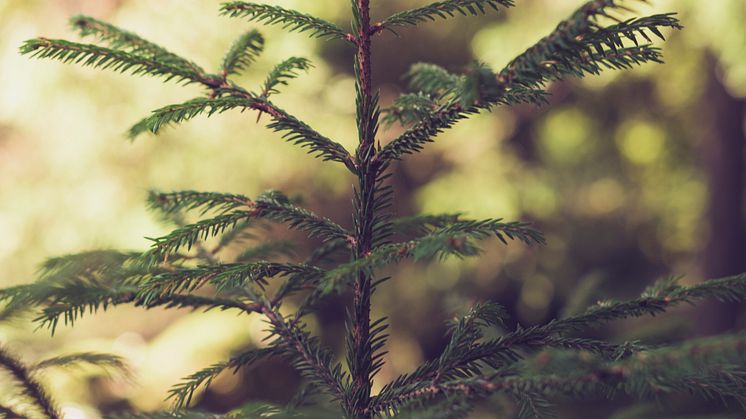Ska vi spara träd i skogen så att andra kan fortsätta elda fossilt?