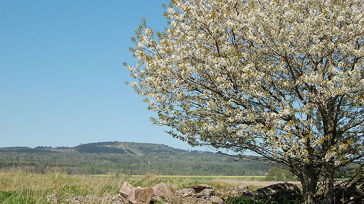 Blommande körsbärsträd vid foten av Kinnekulle. Foto: Götene kommun..