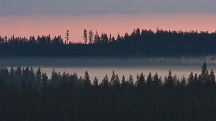 Skogslandskap i Finland. Foto: Daniel Burgas