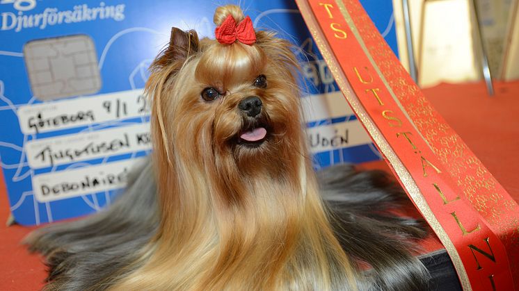Yorkshireterrirern Hold Me Now är Årets Utställningshund 2015 
