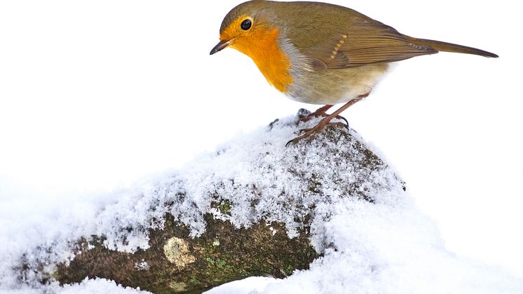 European robin in snow