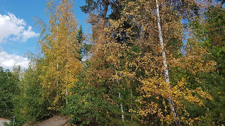 Torkskadade björkar. Foto: Anna Lundmark