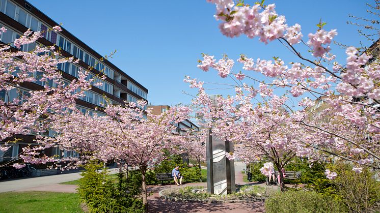 Innergård kvarteret Granen