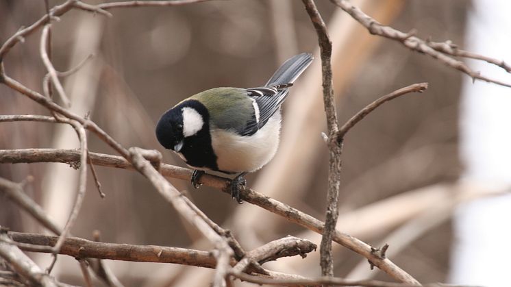 Japanese great tit