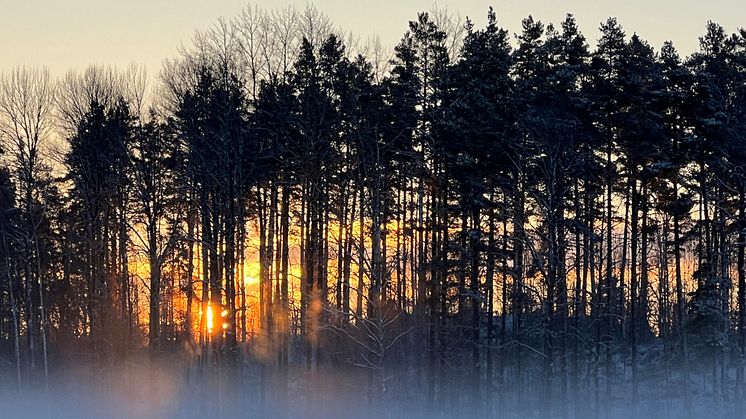 Skog-mikael-andersson