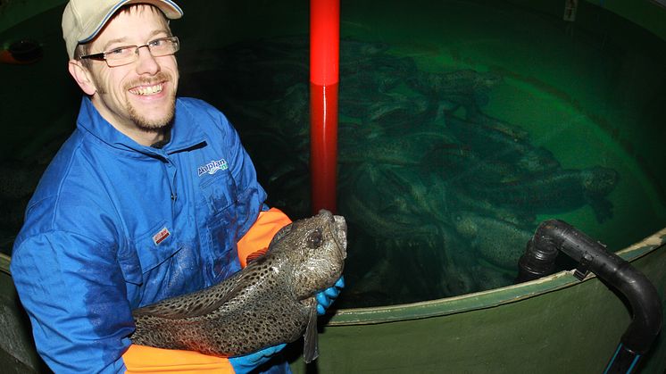 Steinbit er en av flere aktuelle nye marine oppdrettsarter (Foto: Lars Olav Sparboe/Akvaplan-niva)