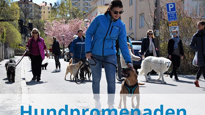 Hundpromenad i Sigtuna 2017
