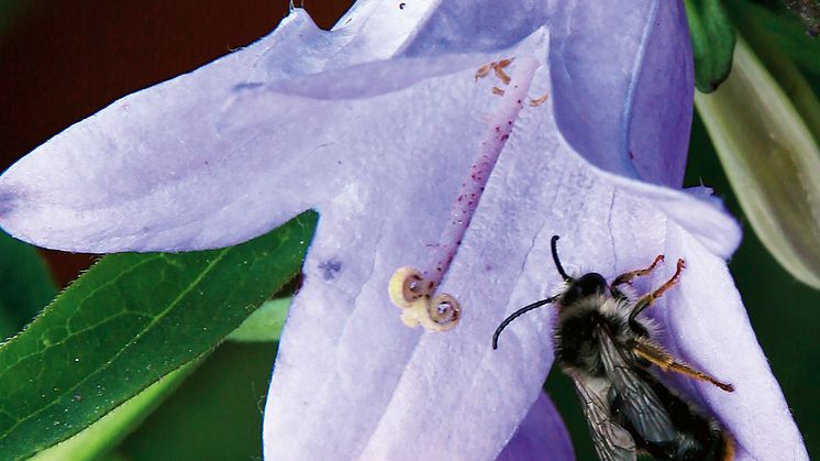 Blommor och bin, din trädgård - ett matbord för pollinerande insekter