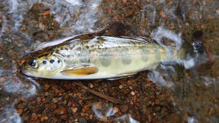 Gullspångslax. Foto: Länsstyrelsen i Västra Götaland