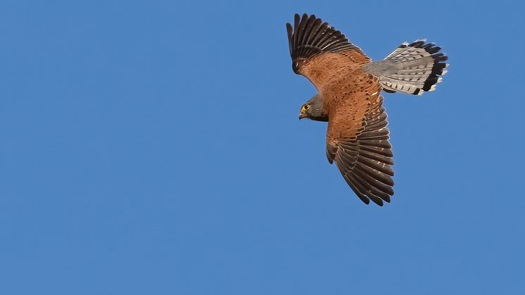 Blå himmel med en flygande klippfalk, brun med grå stjärtfjädrar. 