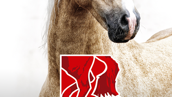Dags för årets hästfest i Göteborg – 100 000 väntas till EuroHorse