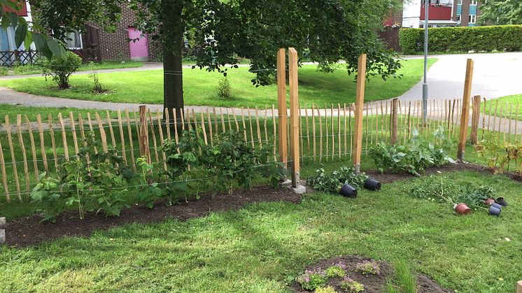 Du hittar kryddor, fruktträd och bärbuskar i Holmas fruktlund.