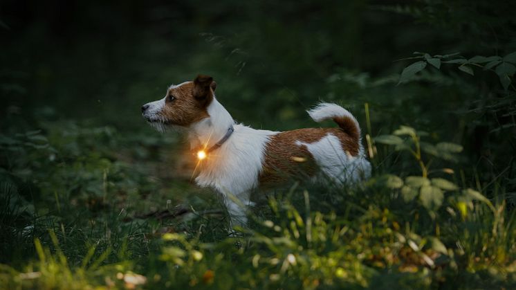 Gör din hund synlig i mörkret