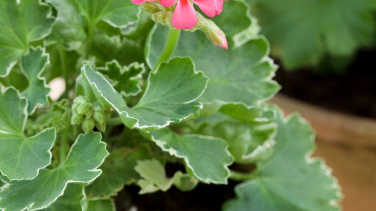 Brokbladig pelargon 'Melosilver'