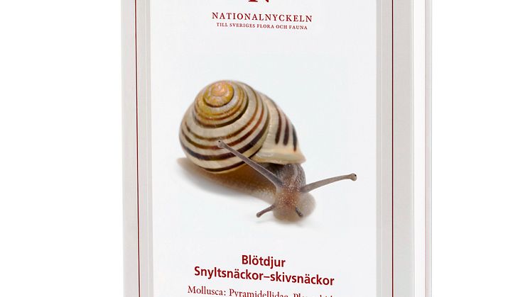 klot_snyltsnäckor-skivsnäcko-högupplöst