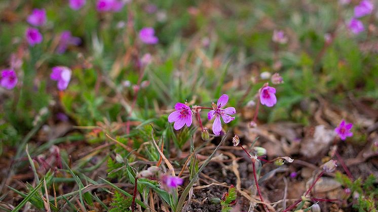 blommor.jpg