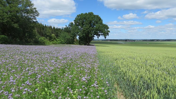Blommande fältkanter har blivit en vanligare syn i lantbruket. Nu varnar växtodlingsrådgivare att kommande regelverket gör det svårare för lantbrukare att så de blommande fältkanterna. 