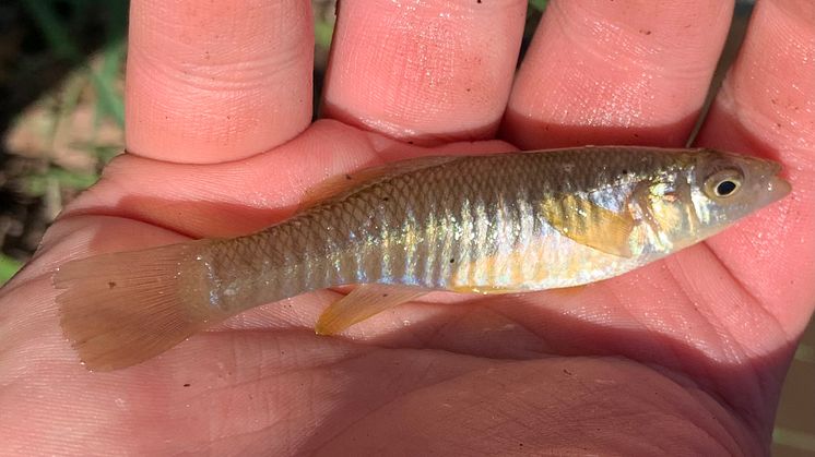mummichog-fundulus-heteroclitus-averagewalrus-httpscreativecommons-org.jpg