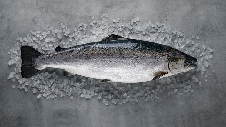 Norwegian aquaculture continues to top the charts of the most sustainable animal protein production