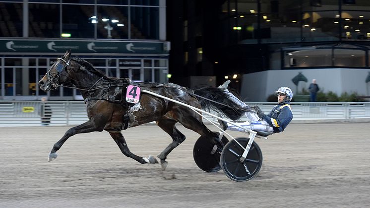 Snowstorm Hanover klar för Elitloppet 2022. Foto: TR Bild