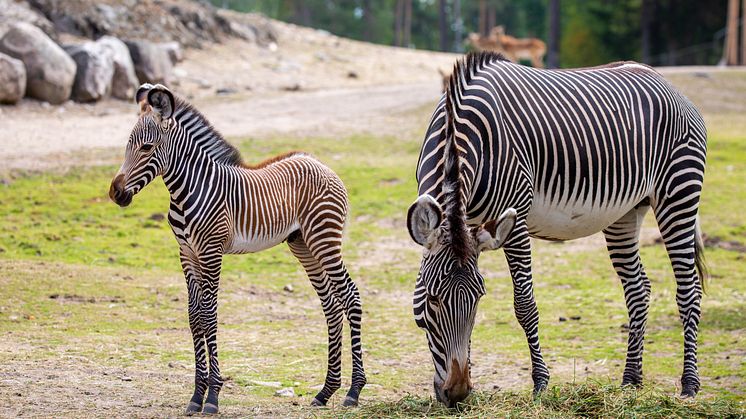 Nyfödd zebra på Kolmården 