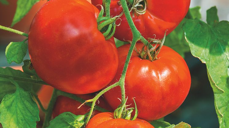 3. 'Gourmandia' F1 Blomsterlandet
