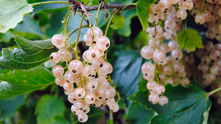 Ribes (Vita Vinbär-Gruppen) 'Lepaan Valkea'