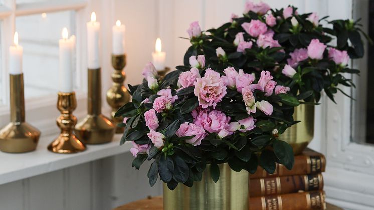 Azalea rosa i messingpotter