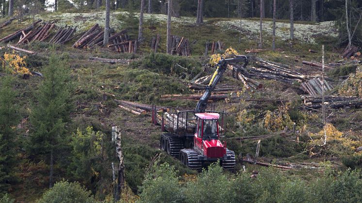 Dagens skogsbruk är en het fråga. Foto: Mostphotos