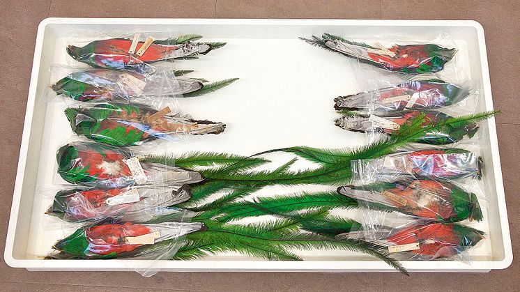 12 Quetzals, teilweise ohne Schwanzfedern