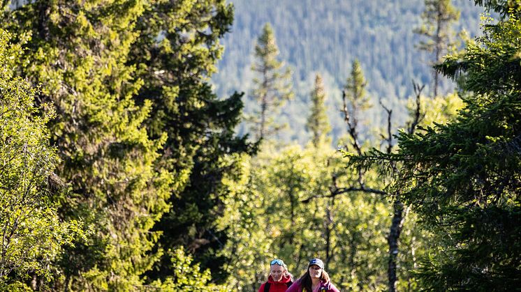 Vandring sommar Lofsdalen