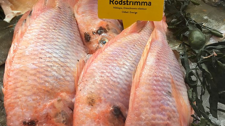 Gårdsfisk Rödstrimma ursprungsmärkt med Från Sverige i fiskdisken