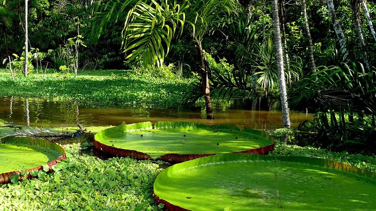 Explore the world’s most spectacular rainforest on Fred. Olsen’s  ‘Amazon River & the Beaches of the Caribbean’ cruise