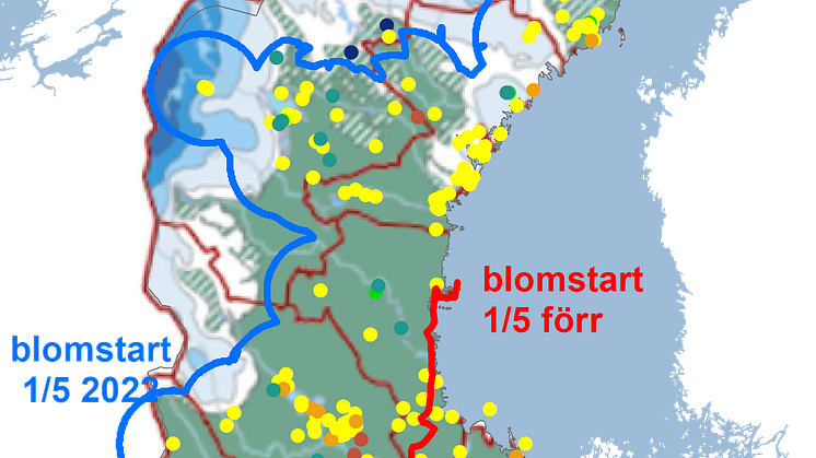 sälg2022snö