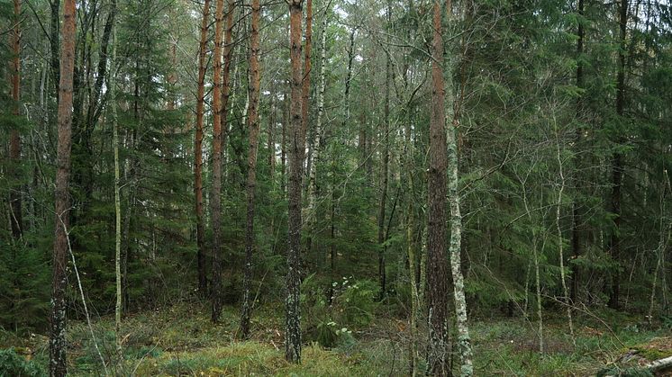 lavskrikaskog_DSC07916