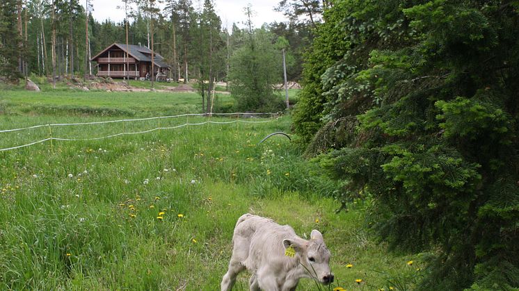 Tekemisen meininkiä Arla Ingmanin viestinnässä