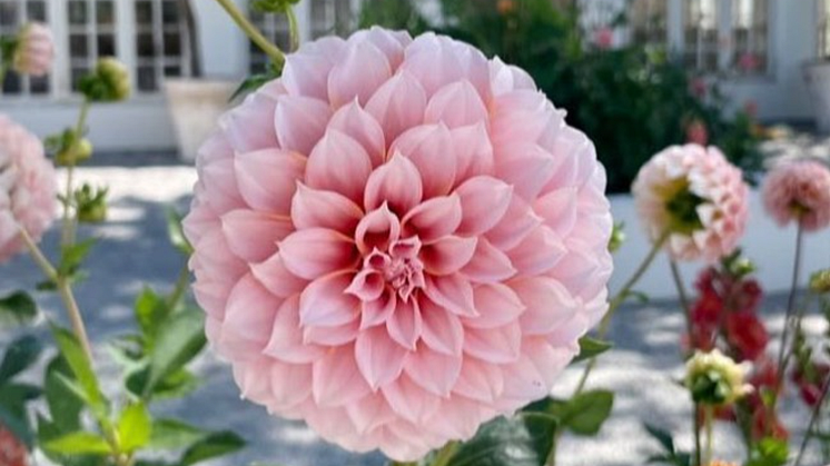 Dahlia_3