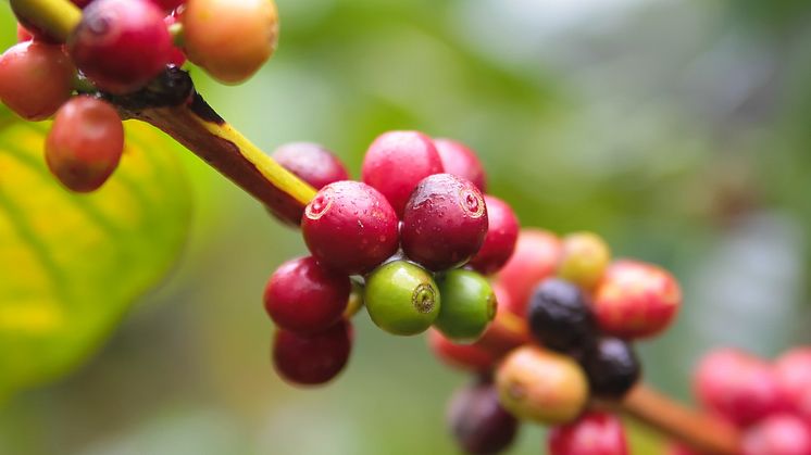 ​Kaffekonferansen 2017