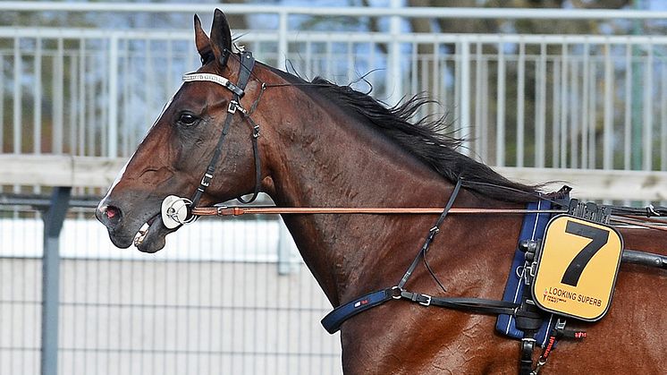 Looking Superb klar för Elitloppet 2020
