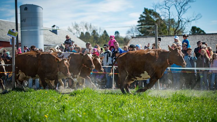 Glade kyr på kuslippet på Skjetlein vgs i 2017. Foto: Lars Stavnes