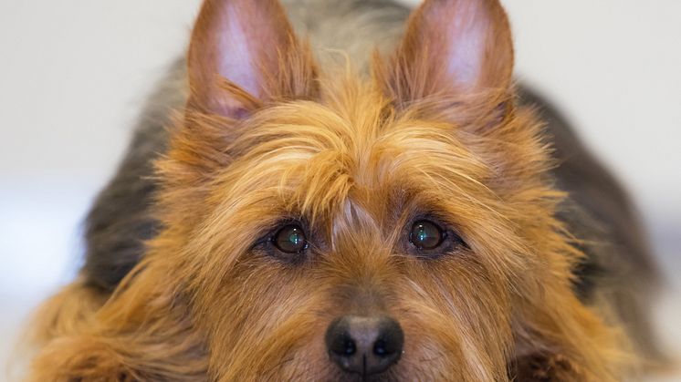 Ledsen hund 