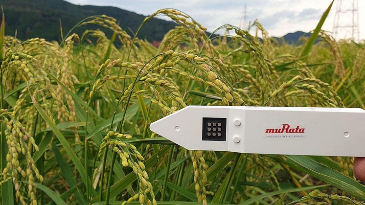 How Will Murata’s Soil Sensors Change Agriculture? Smarter Watering Management for Greenhouse Horticulture, Fruit Growing, and Outdoor Cultivation