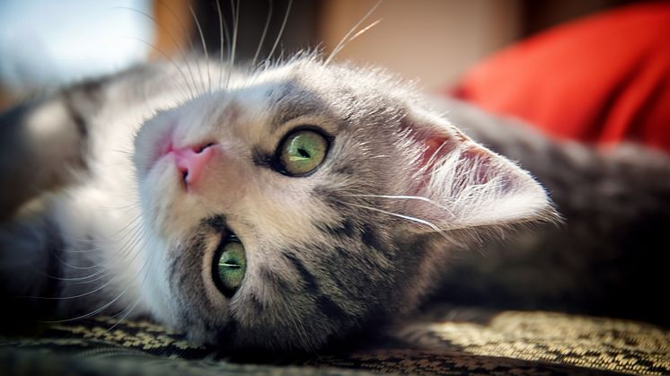 Foto: iStockphoto
